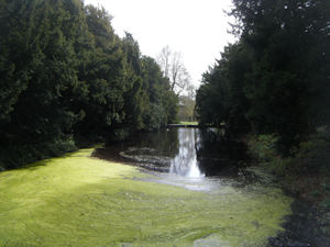 A large rectangular pond, partially covered with algae, and lined with yew trees