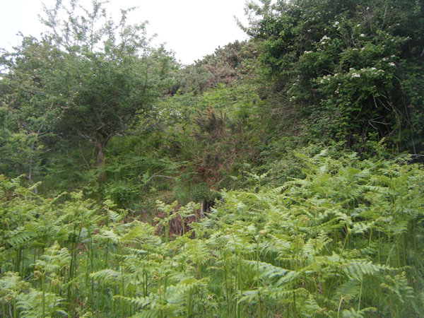 hillside covered in ferns