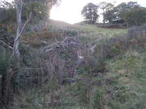 A mass of weeds next to a fallen tree